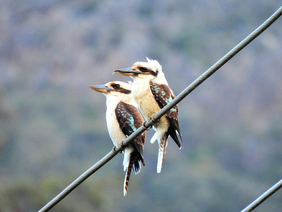 Laughing Kookaburra - ML638547499