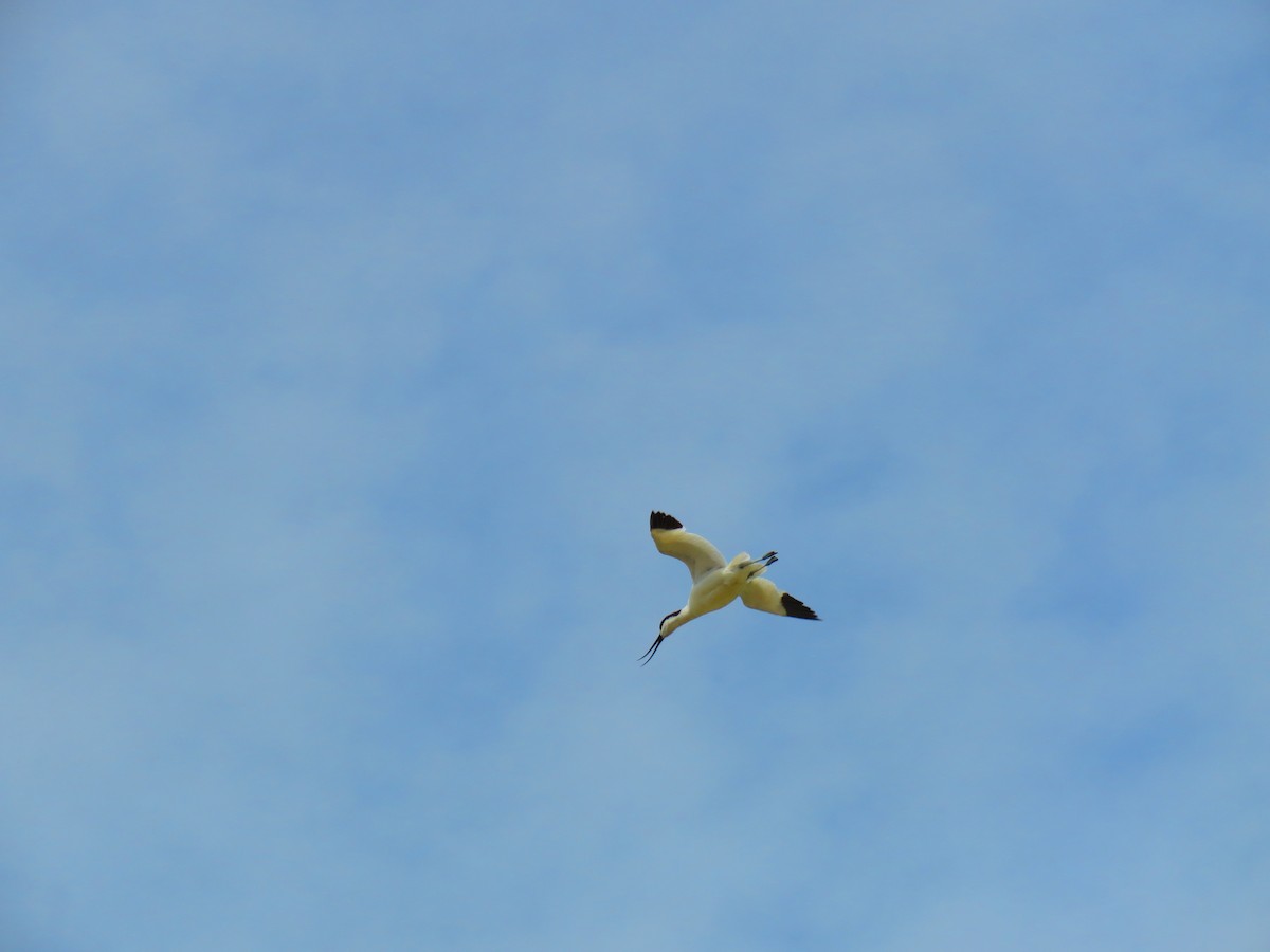 Pied Avocet - ML638547511