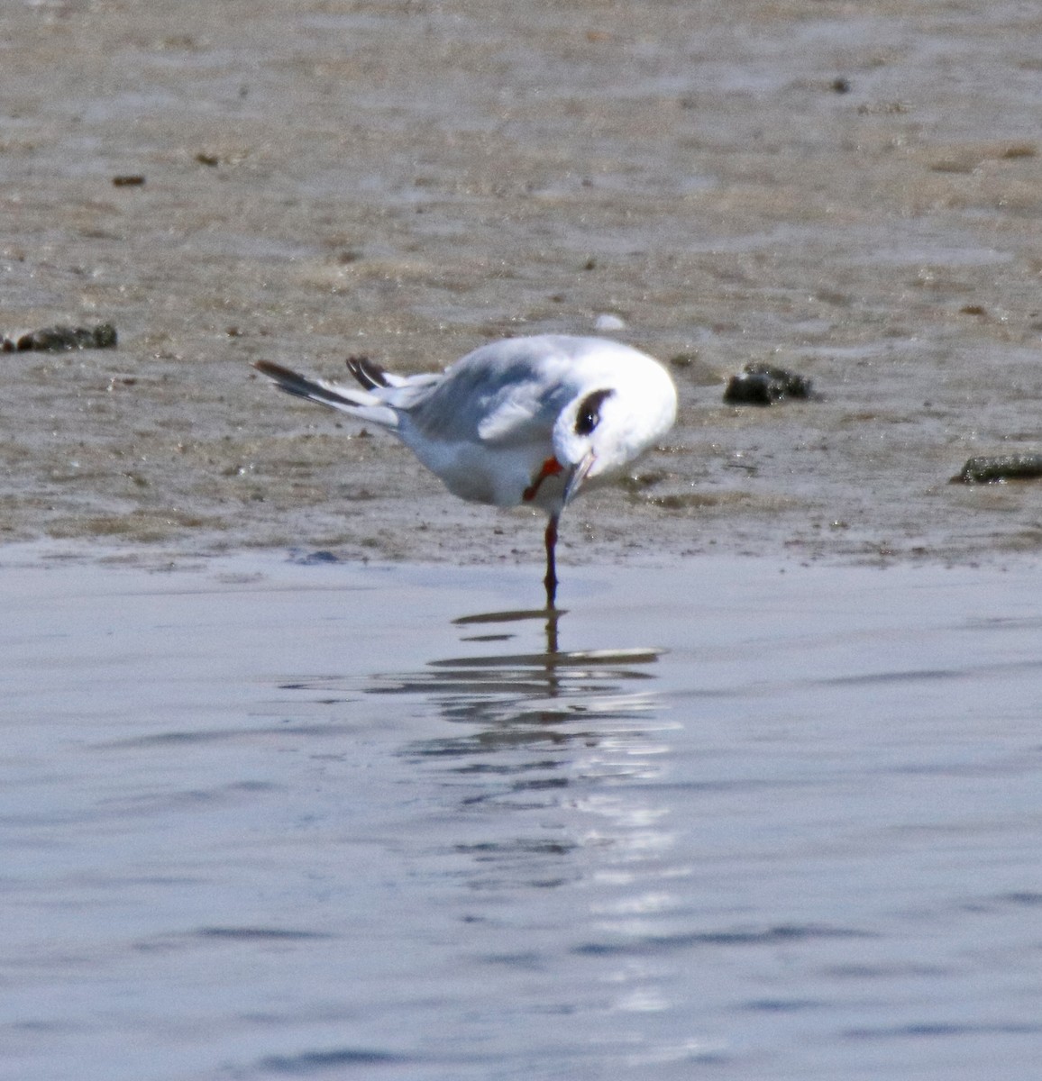 Forster's Tern - ML638547516