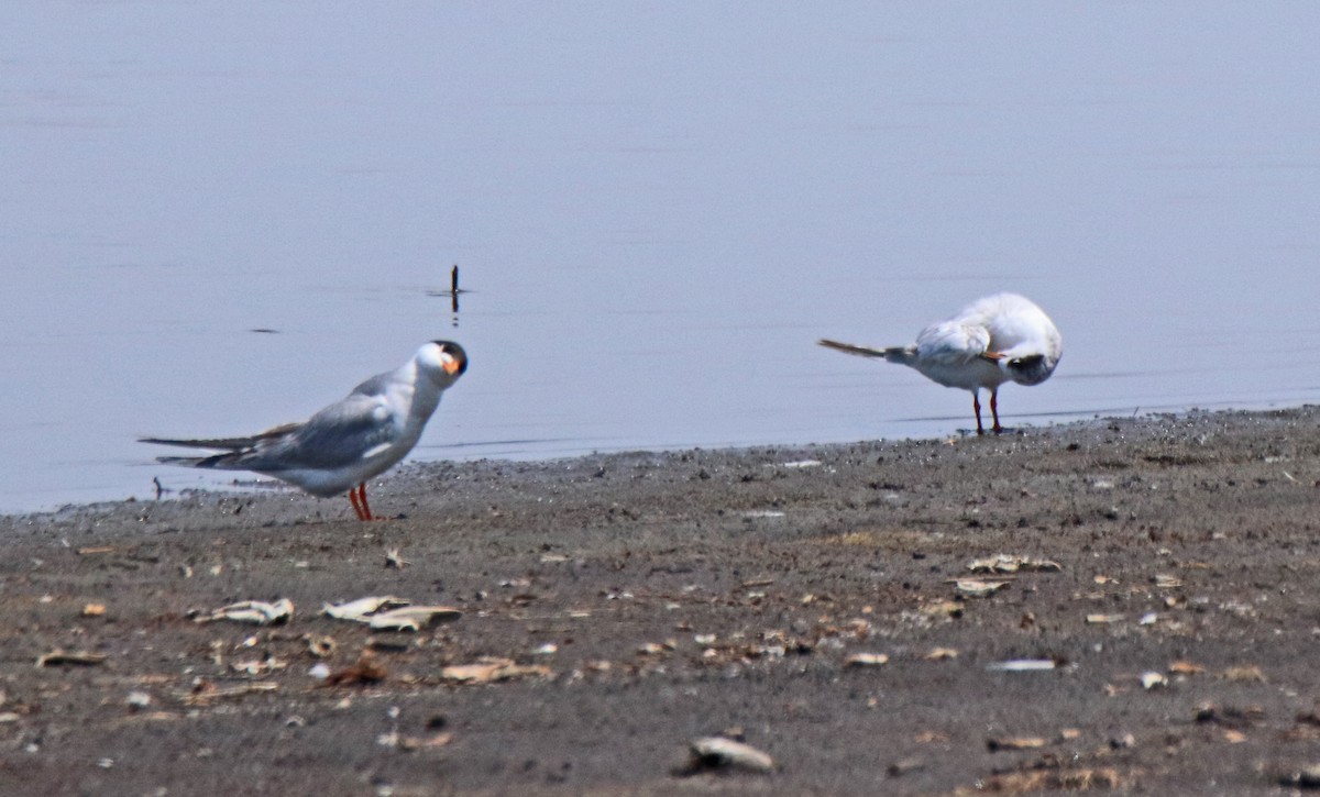 Forster's Tern - ML638547517