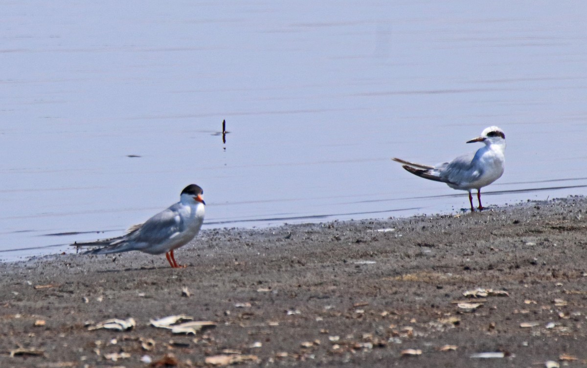 Forster's Tern - ML638547518