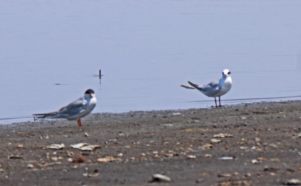 Forster's Tern - ML638547519