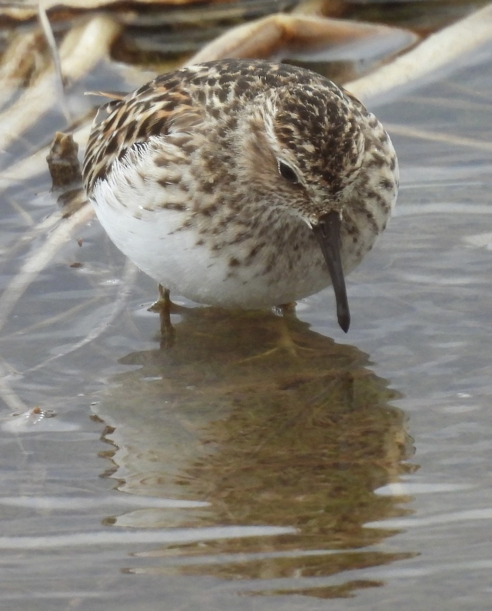 Least Sandpiper - ML638547526