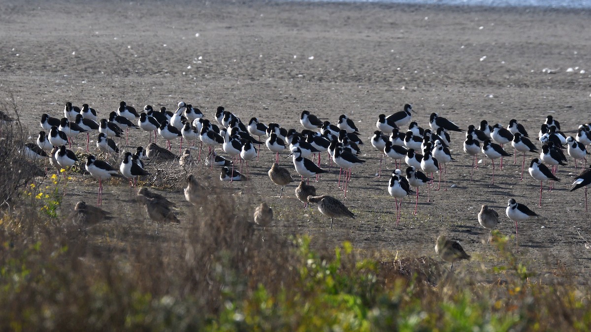 Black-necked Stilt - ML638547535