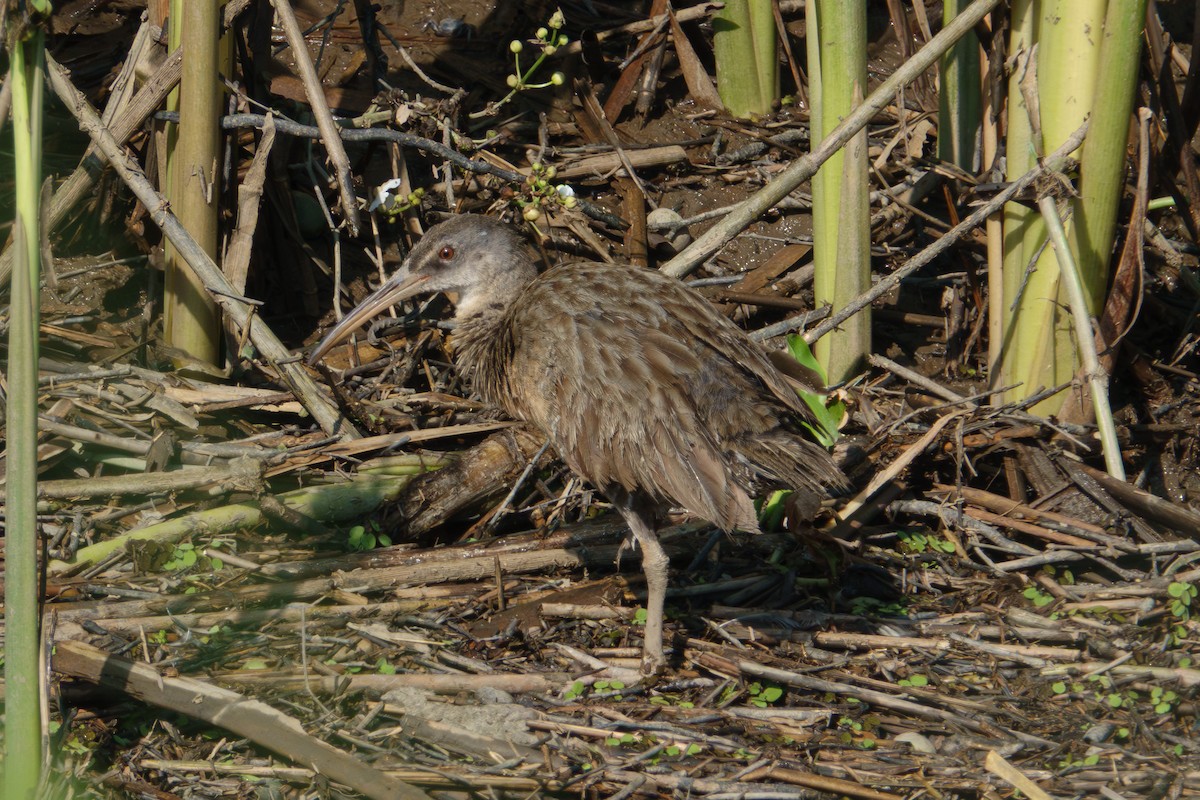Clapper Rail - ML638547561