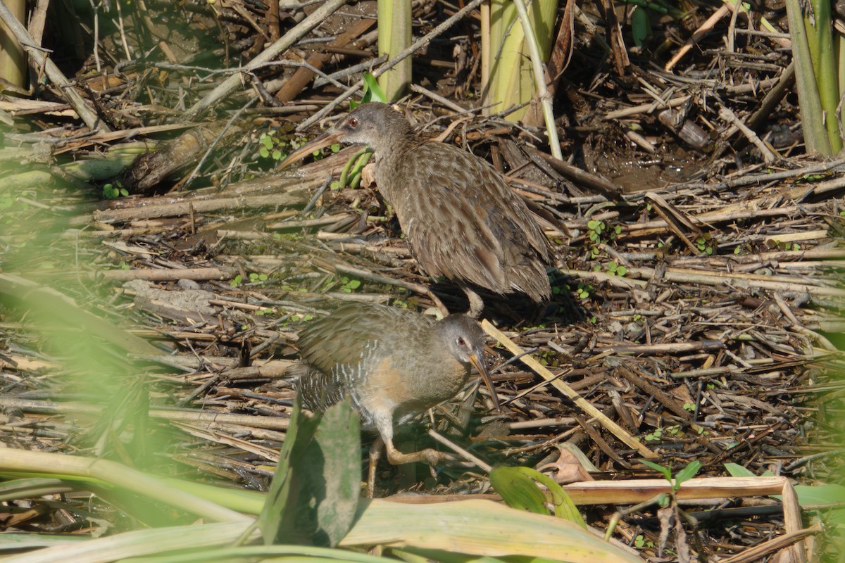Clapper Rail - ML638547563