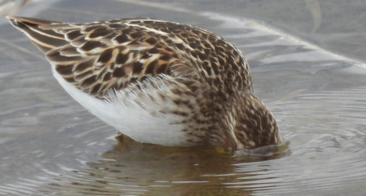 Least Sandpiper - ML638547567