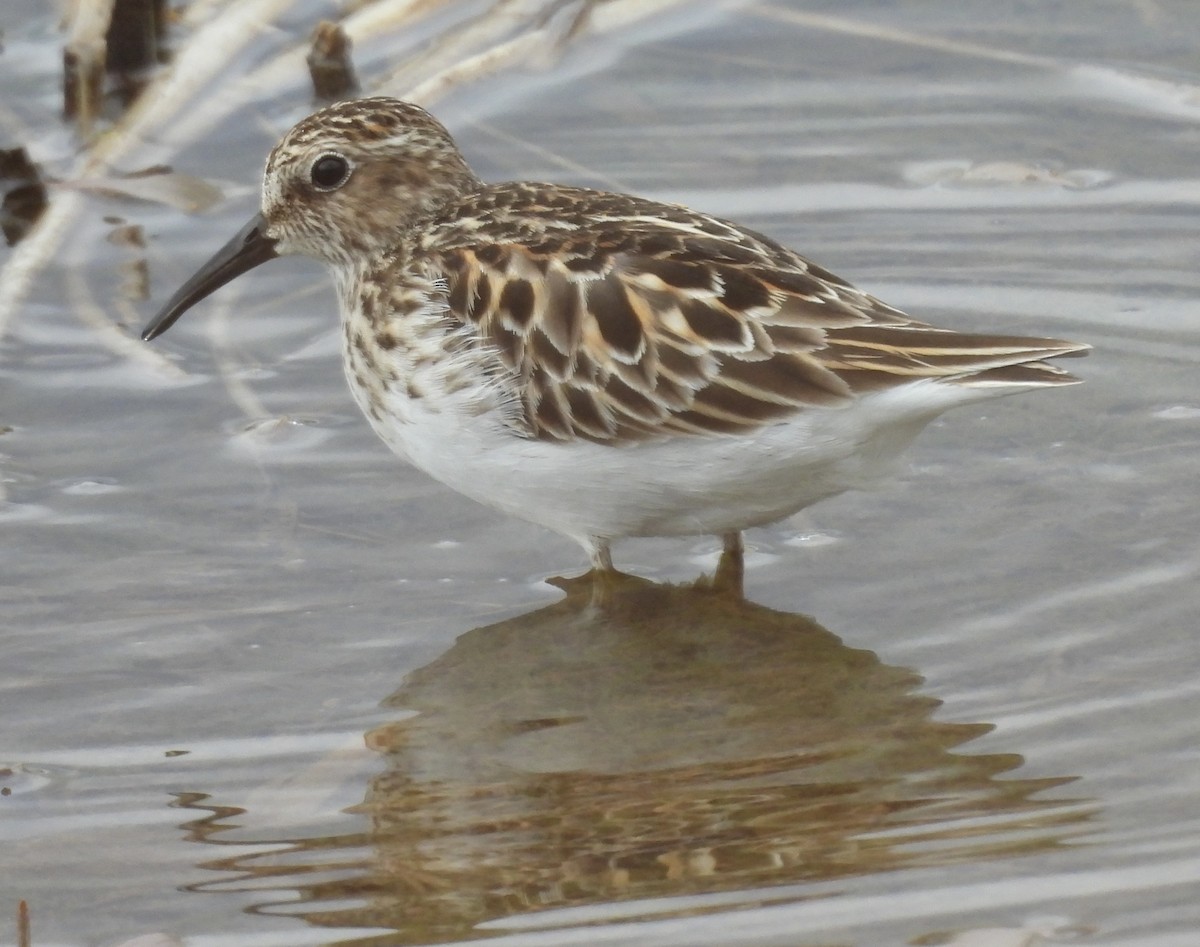 Least Sandpiper - ML638547573