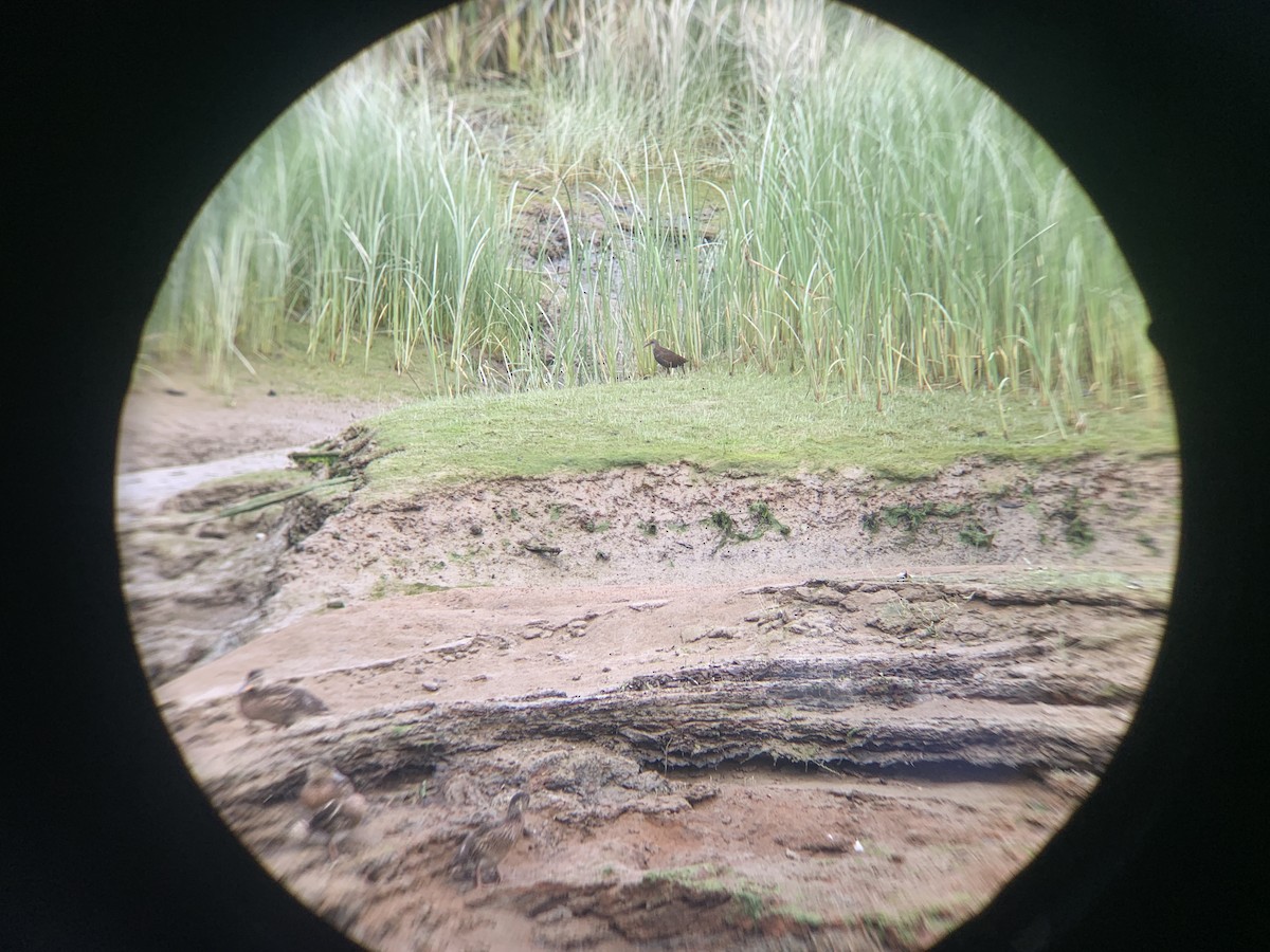 Virginia Rail - ML638547582