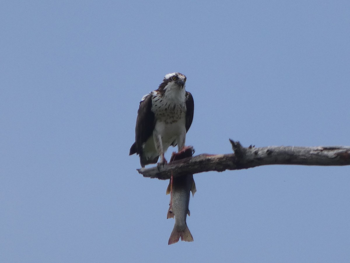 orlovec říční - ML638547585