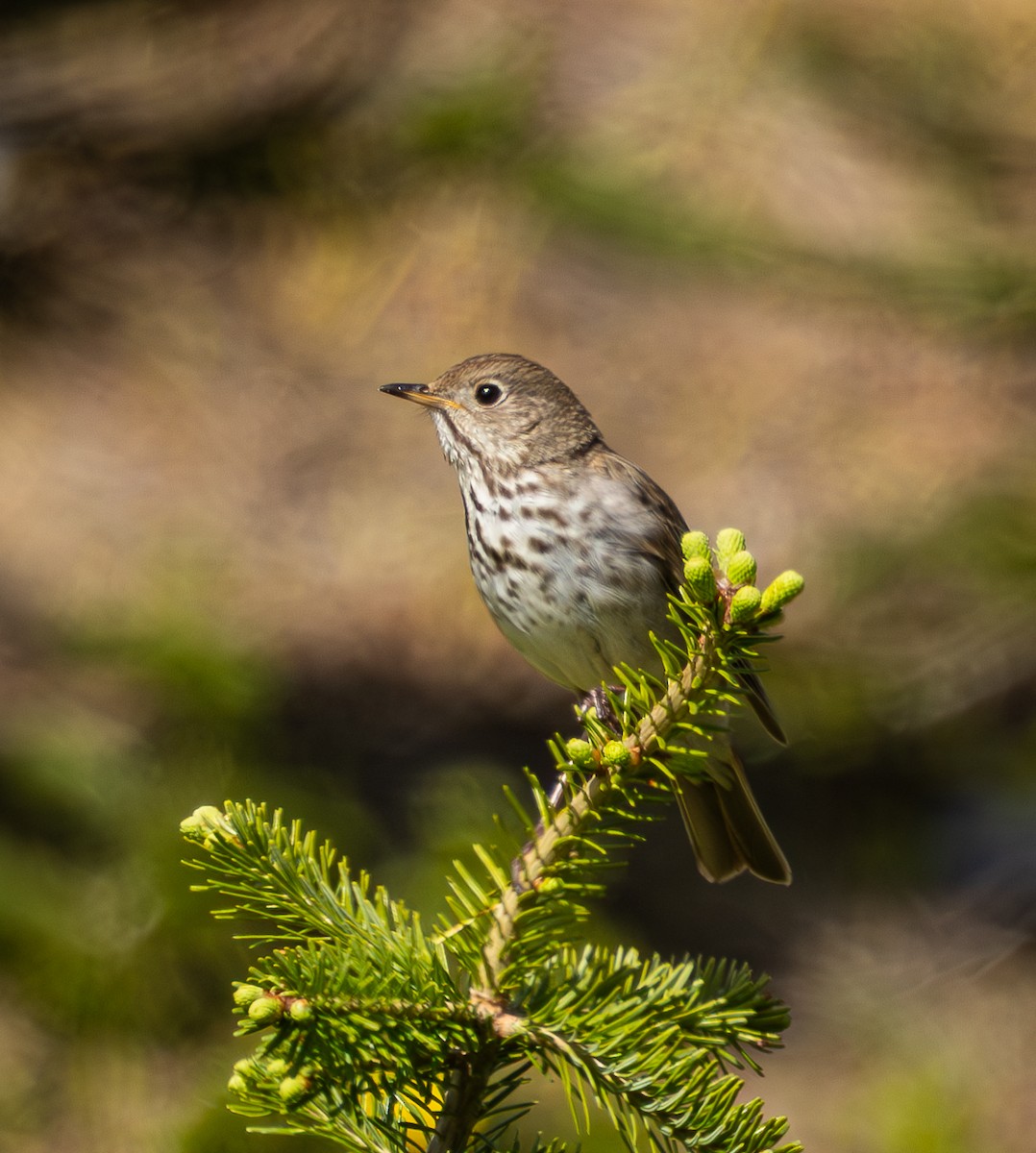 Hermit Thrush - ML638547586