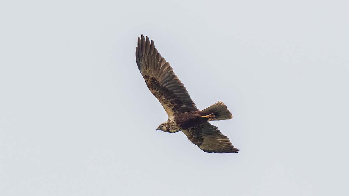 Western Marsh Harrier - ML638547588