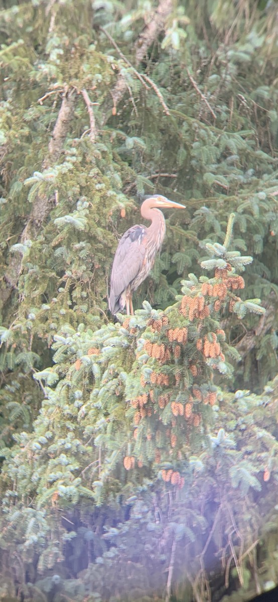 Great Blue Heron - ML638547589