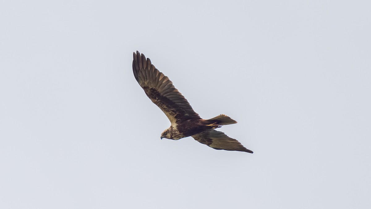 Western Marsh Harrier - ML638547590