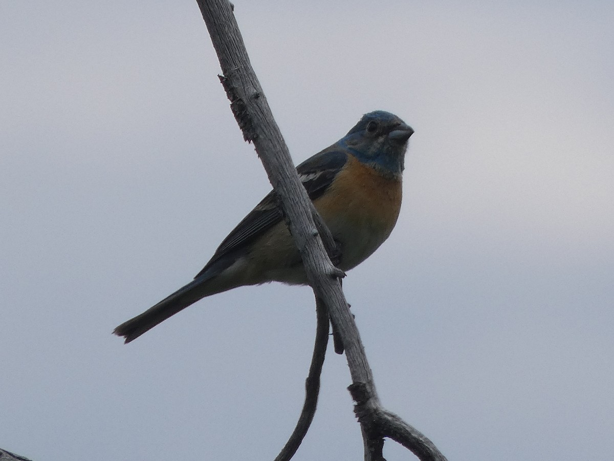 papežík lazurový - ML638547595