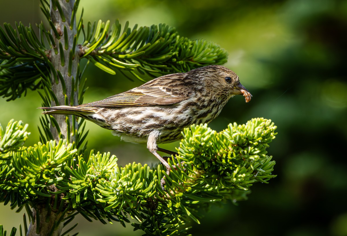 Pine Siskin - ML638547607