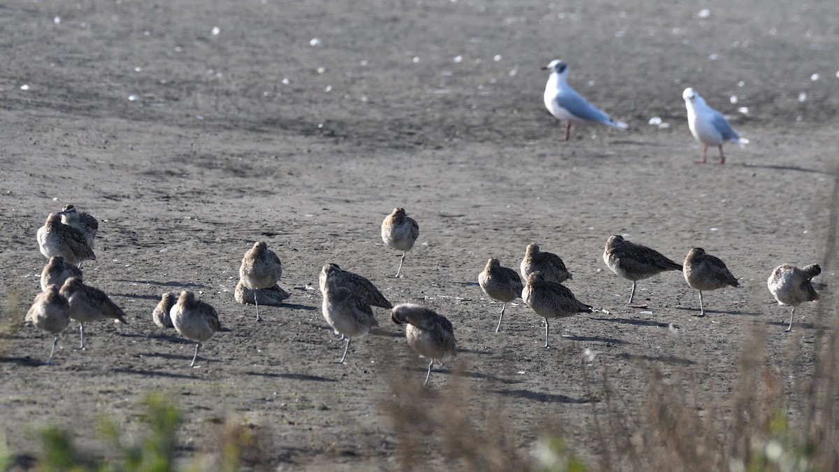 Whimbrel - ML638547614