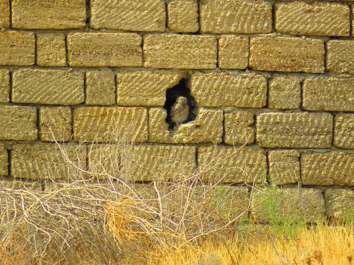 Little Owl - ML638547632