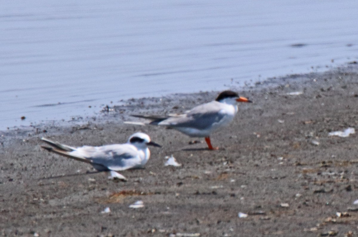 Forster's Tern - ML638547639