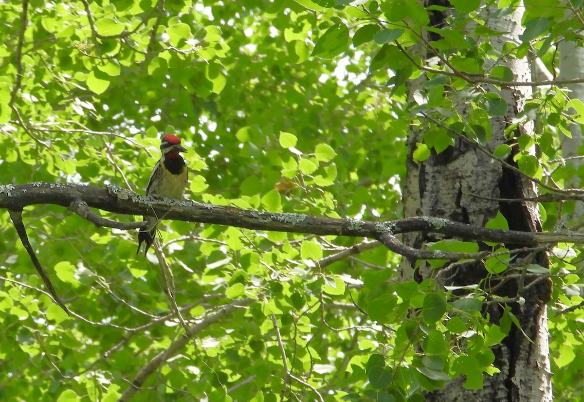 Yellow-bellied Sapsucker - ML638547642