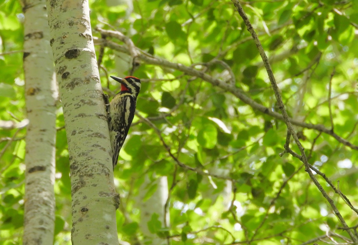 Yellow-bellied Sapsucker - ML638547643