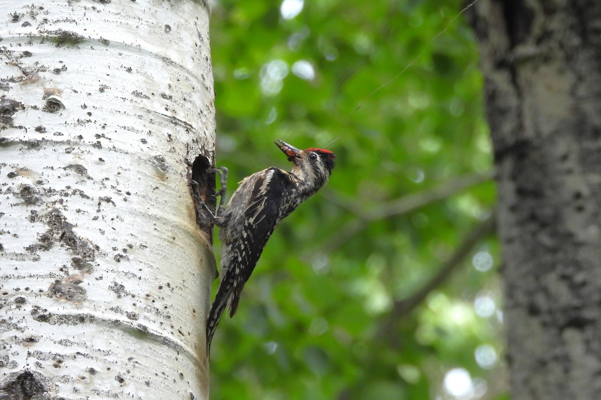 Yellow-bellied Sapsucker - ML638547644