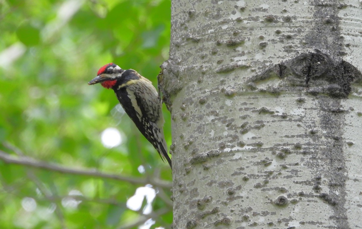 Yellow-bellied Sapsucker - ML638547645