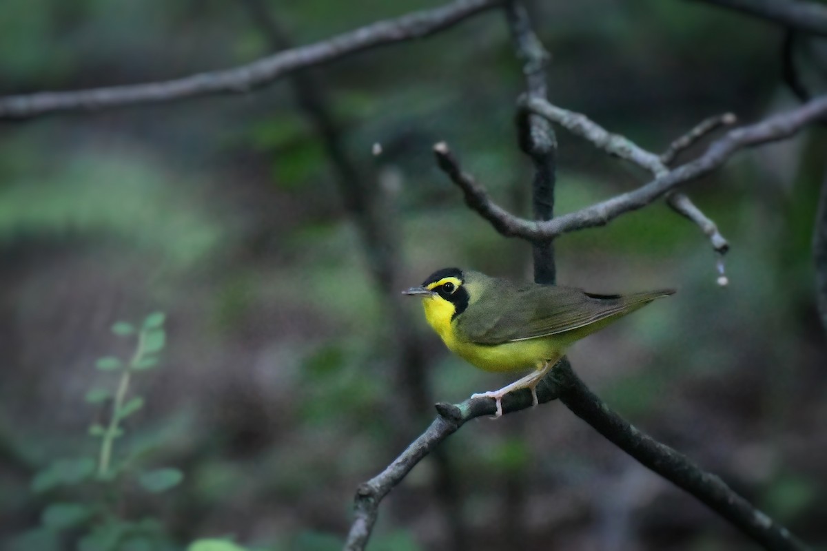 Kentucky Warbler - ML638547648