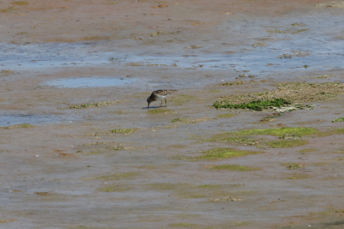 Least Sandpiper - ML638547649