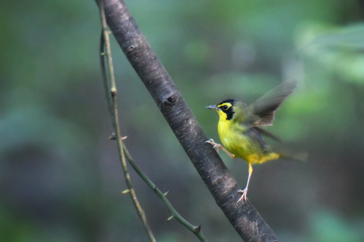 Kentucky Warbler - ML638547650