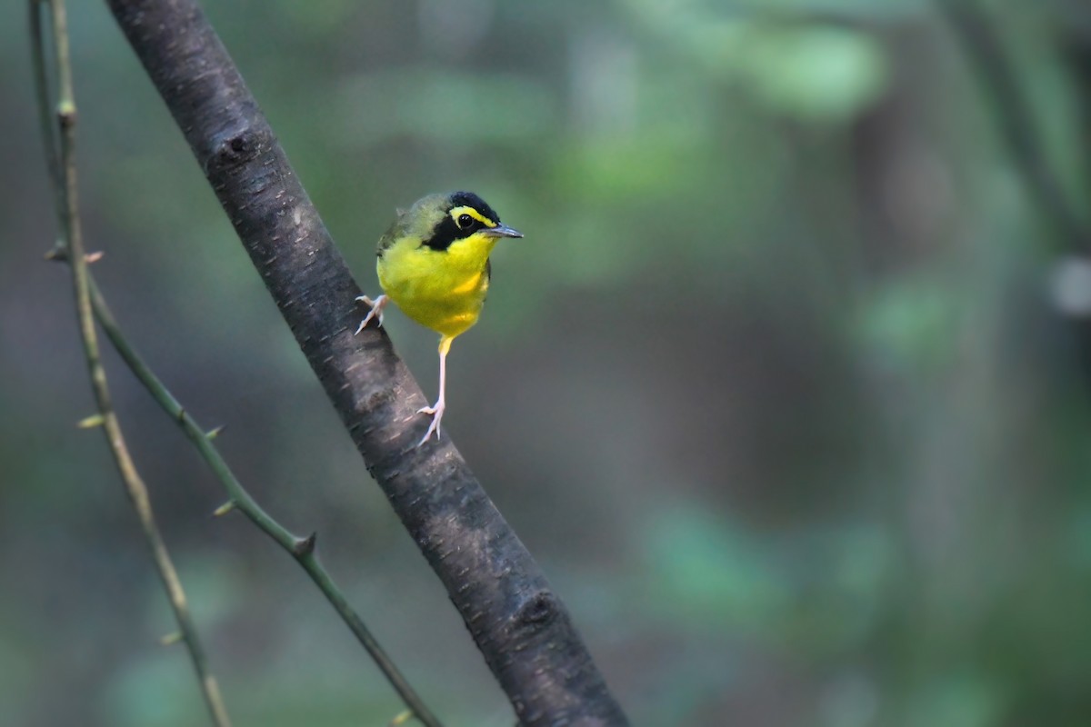 Kentucky Warbler - ML638547651
