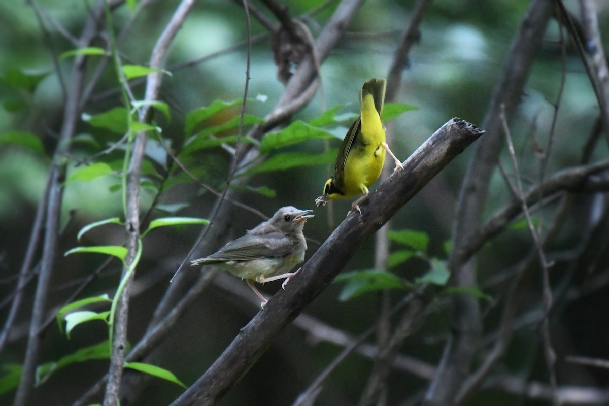 Kentucky Warbler - ML638547652