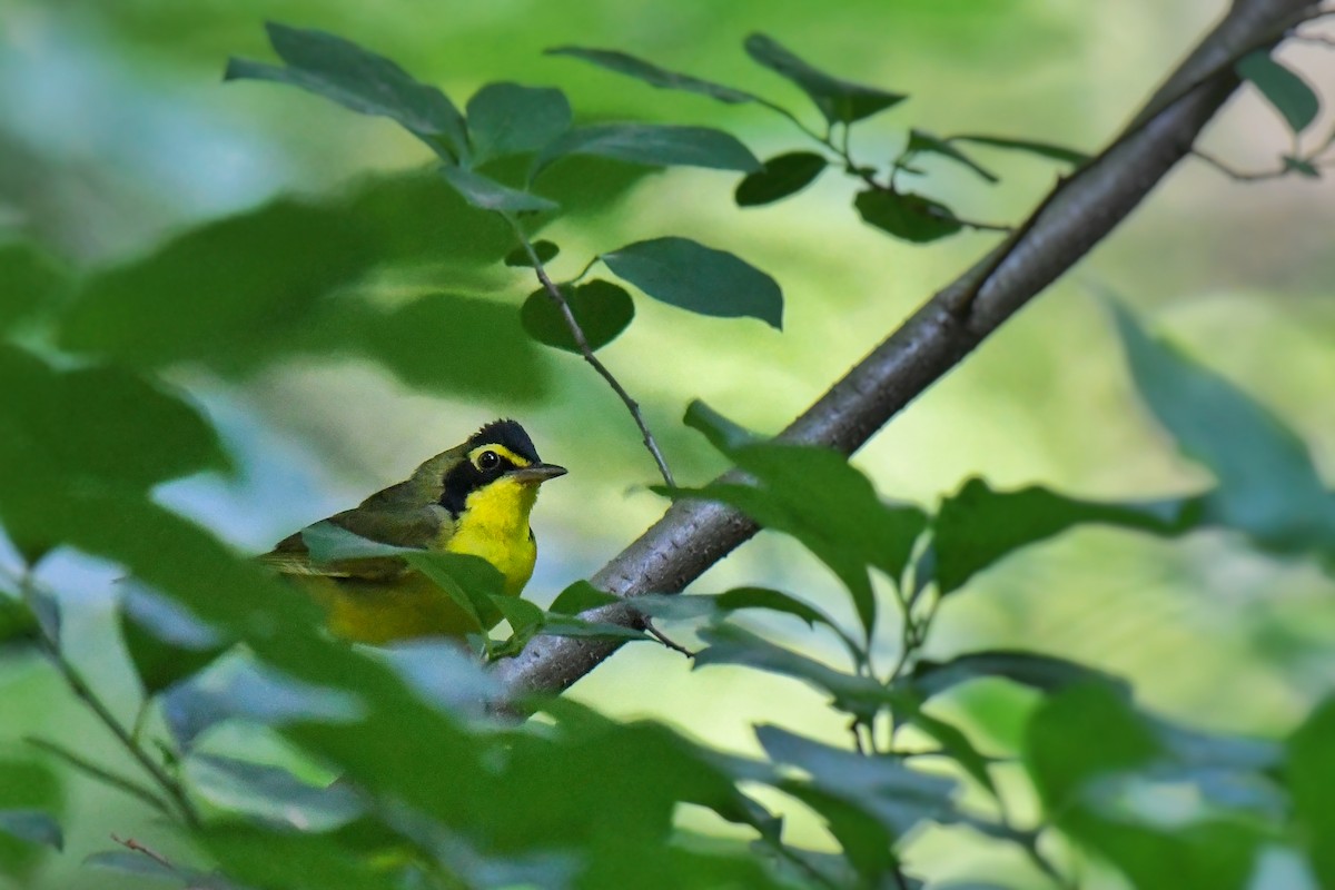 Kentucky Warbler - ML638547653