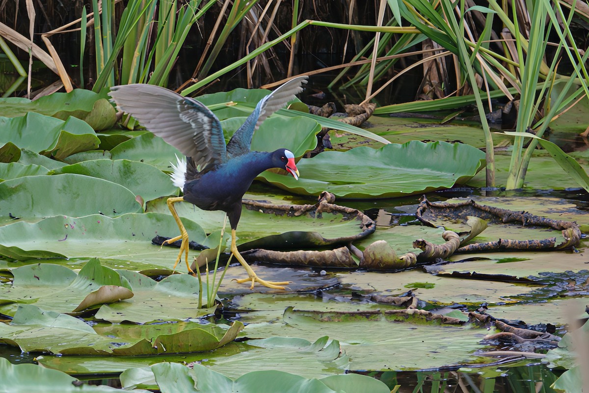 Purple Gallinule - ML638547675