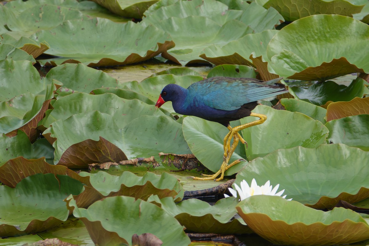 Purple Gallinule - ML638547676