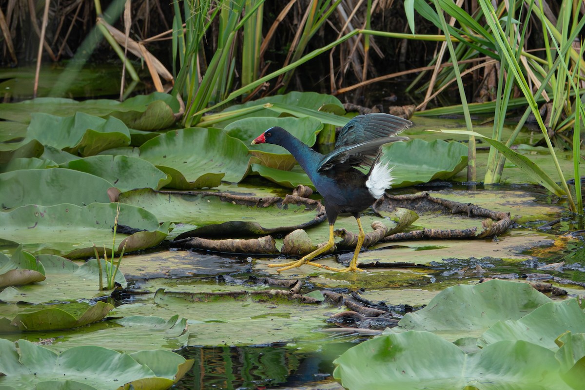 Purple Gallinule - ML638547678