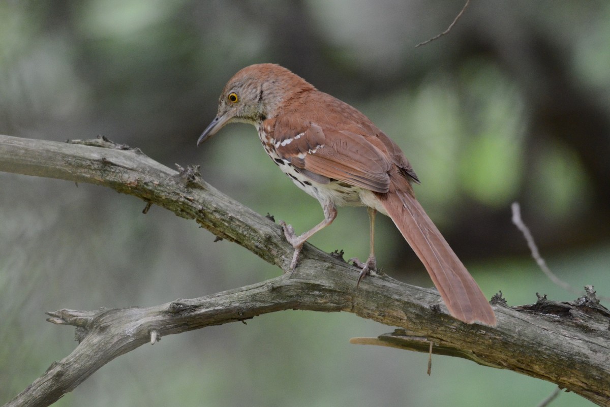 brunspottefugl - ML638547686