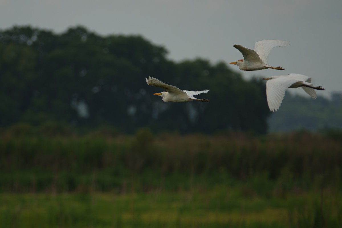 Western Cattle-Egret - ML638547693