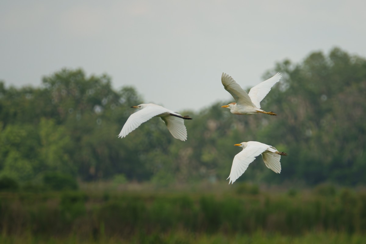 Western Cattle-Egret - ML638547694