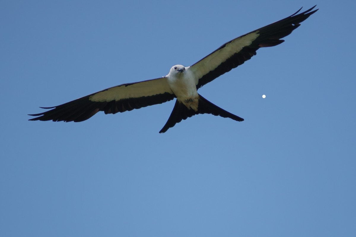 Swallow-tailed Kite - ML638547703