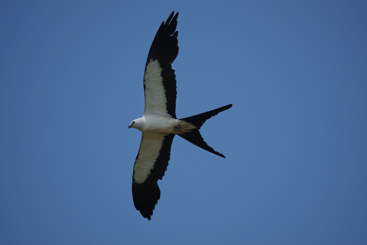 Swallow-tailed Kite - ML638547704