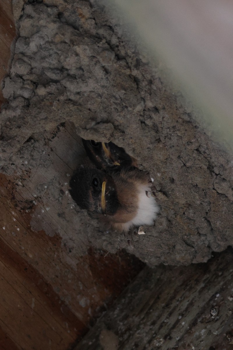 Barn Swallow - ML638547730
