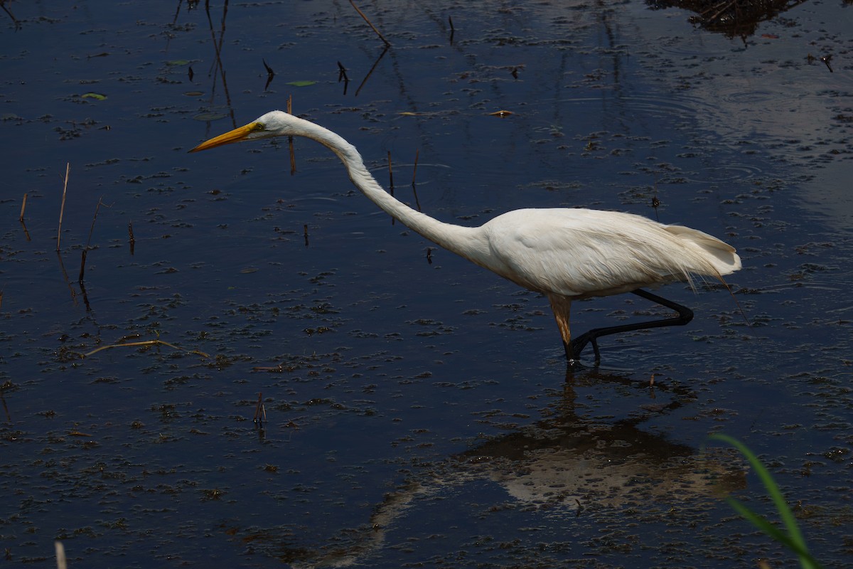 Great Egret - ML638547734