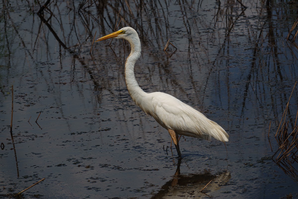 Great Egret - ML638547735