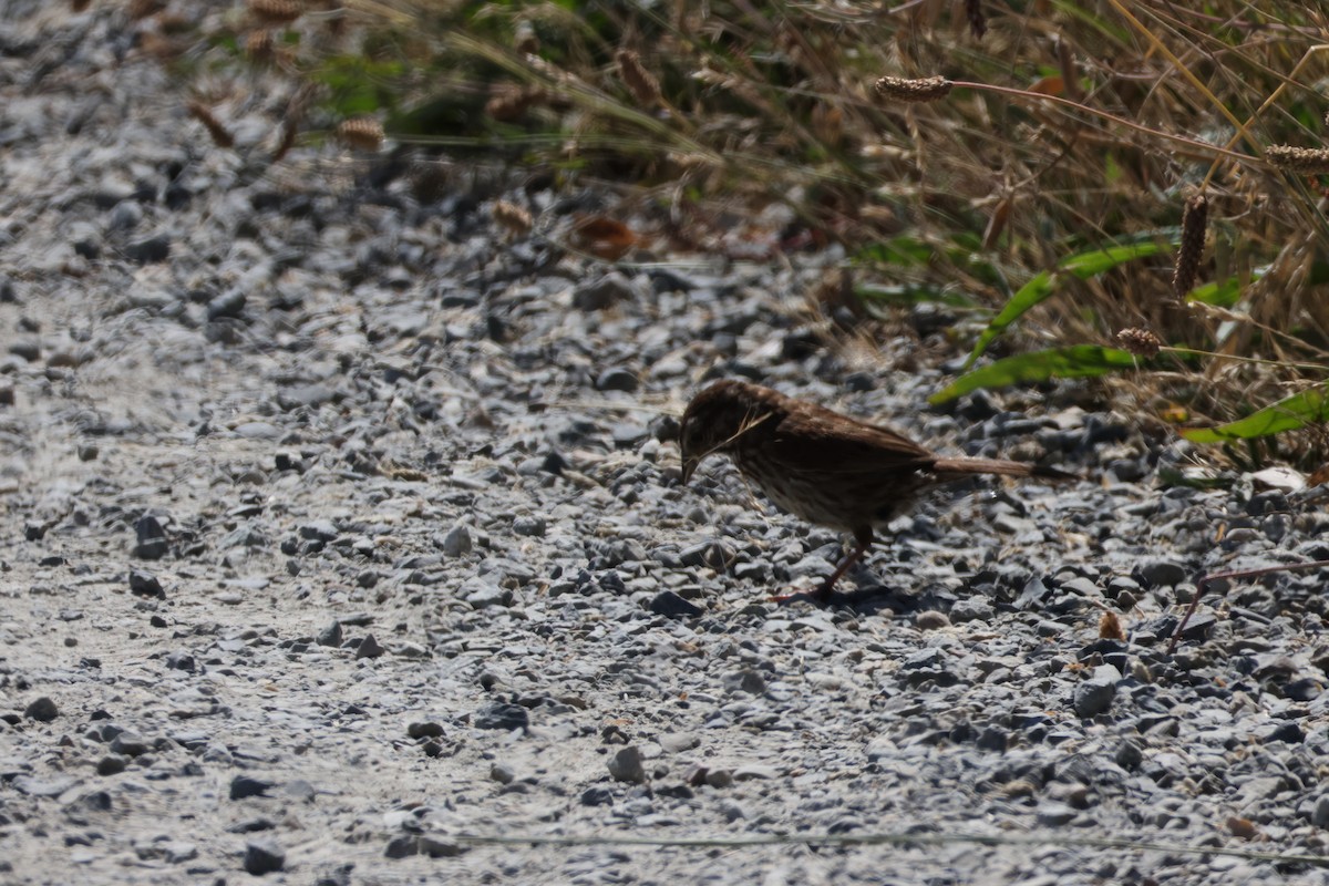Song Sparrow - ML638547749