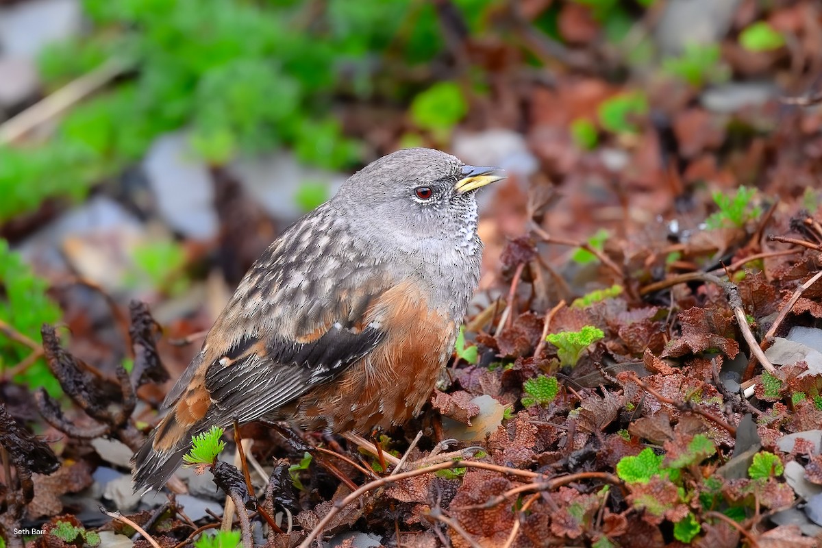 Alpine Accentor - ML638547755