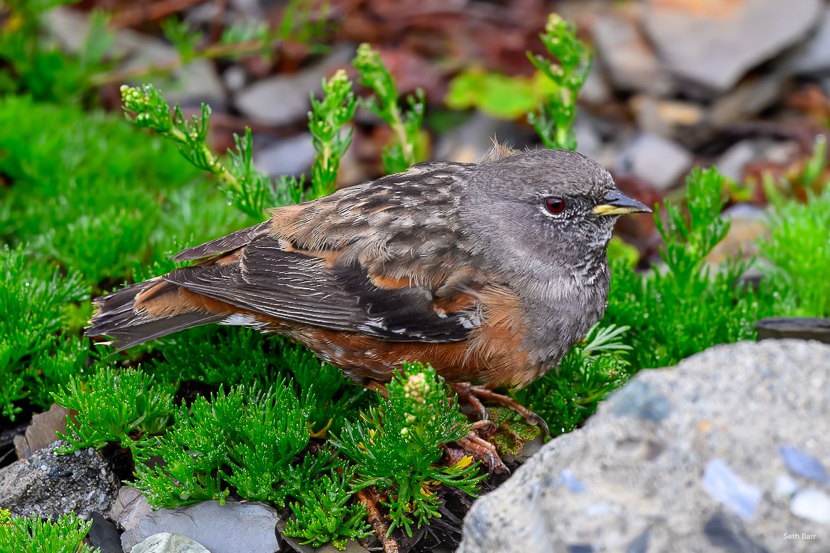 Alpine Accentor - ML638547756