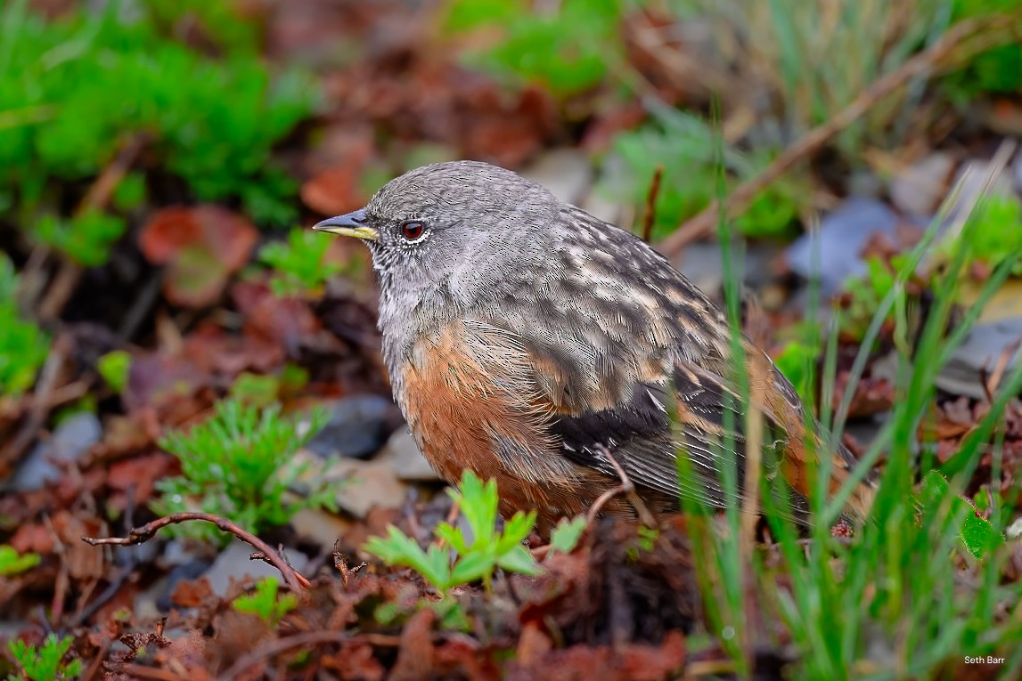 Alpine Accentor - ML638547758