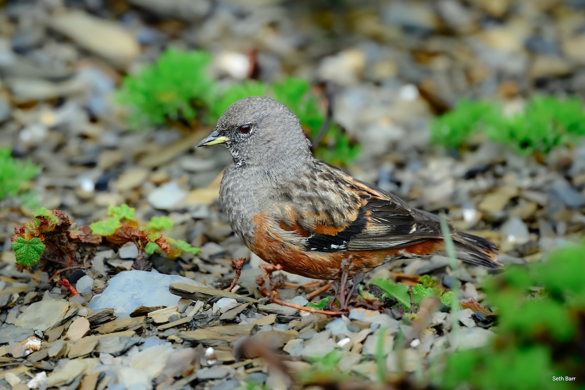 Alpine Accentor - ML638547759