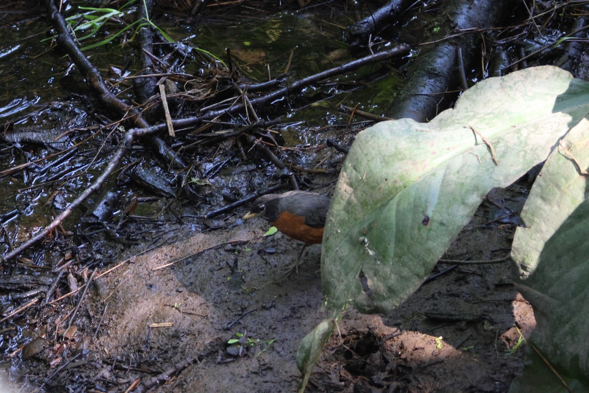 American Robin - ML638547760